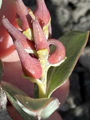 Salix setchelliana