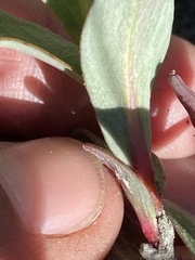 Salix setchelliana