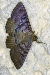 Speiredonia