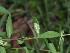 Calycomyza promissa