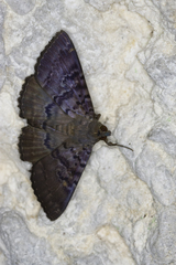 Speiredonia