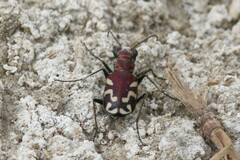 Cicindela fulgida