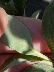 Salix setchelliana