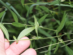 Calycomyza promissa