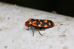 Phymatostetha dorsivitta