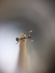 Pheidole lamellinoda