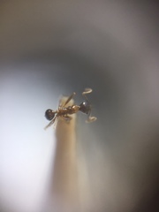 Pheidole lamellinoda