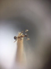 Pheidole lamellinoda