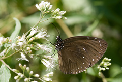 Euploea tulliolus koxinga