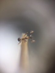 Pheidole lamellinoda