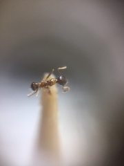 Pheidole lamellinoda