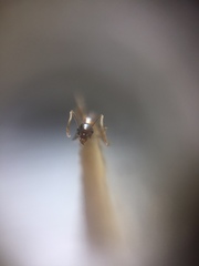 Pheidole lamellinoda