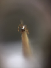 Pheidole lamellinoda