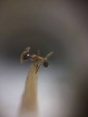 Pheidole lamellinoda