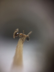 Pheidole lamellinoda