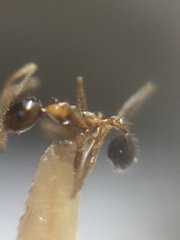 Pheidole lamellinoda