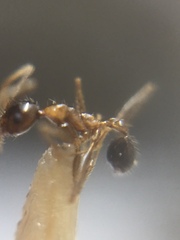 Pheidole lamellinoda
