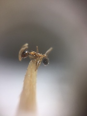 Pheidole lamellinoda