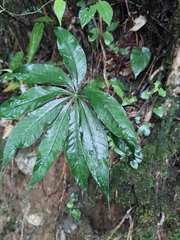 Arisaema erubescens