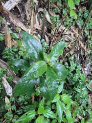 Lysimachia clethroides