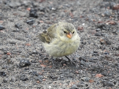 Camarhynchus parvulus