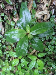 Lysimachia clethroides