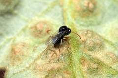 Synergini