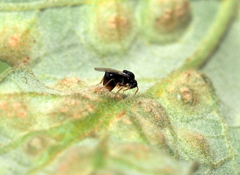 Synergini