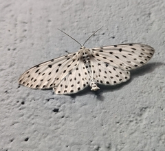 Percnia