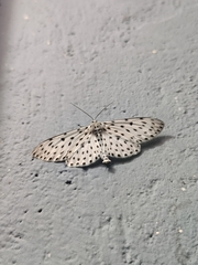 Percnia