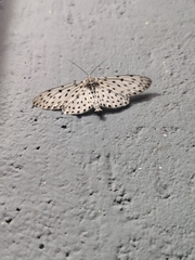 Percnia