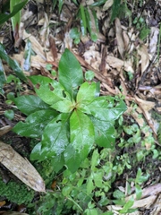 Lysimachia clethroides