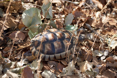 Testudo marginata