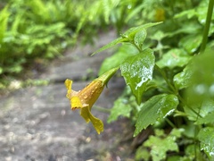 Erythranthe dentata