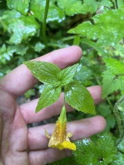 Erythranthe dentata