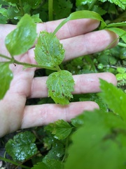 Erythranthe dentata