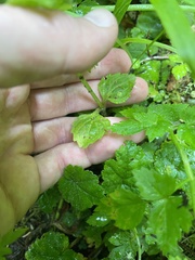 Erythranthe dentata
