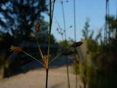 Fimbristylis castanea
