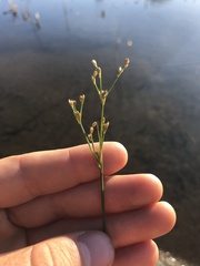 Juncus brachycephalus