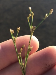 Juncus brachycephalus