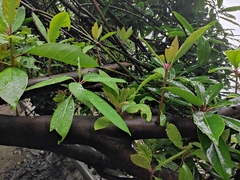 Daphniphyllum macropodum