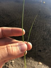 Juncus brachycephalus