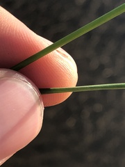 Juncus brachycephalus