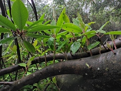 Daphniphyllum macropodum