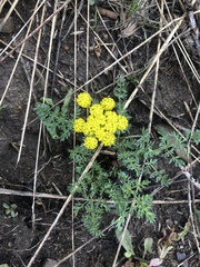 Lomatium cous