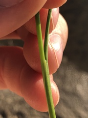 Juncus brachycephalus