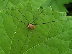 Leiobunum nigropalpi
