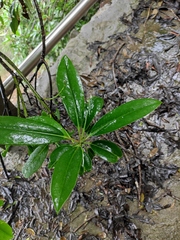 Daphniphyllum macropodum