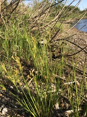 Juncus brachycephalus