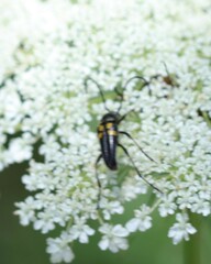 Typocerus lunulatus